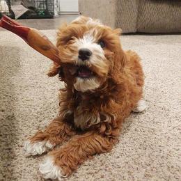 Cavapoo Puppies from SunnySide Mini Doodles