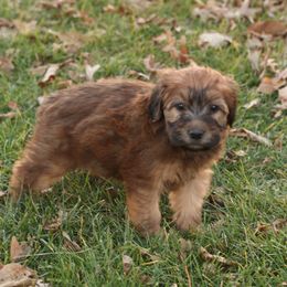 Ruby - Red female Whoodle puppy in West Bend, Iowa from Blue Skies Terriers