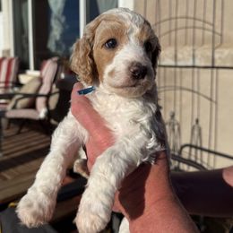 Raccoon - dark blue collar - Parti male Poodle puppy in Peyton, Colorado from Fuzzybottoms Ranch LLC