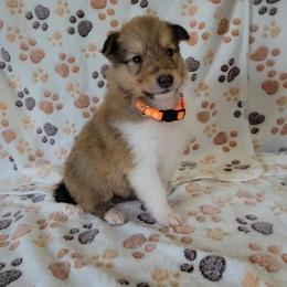 Collie Puppies from Boorman Mountain Kennel