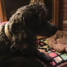 Benny - Poodle