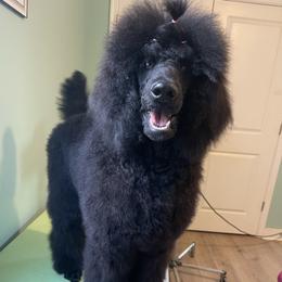 Poodle All Grown Up from Altalune Poodles