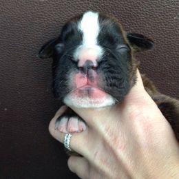 Boxer Puppies from Vintage Boxers