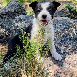 Slick - Black and white male Border Collie puppy in Custer, South Dakota from Pinpoint Border Collies