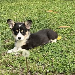 10 light blue - Black and tan male Pembroke Welsh Corgi puppy in Port Republic, Maryland from Bestfurends