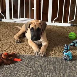 Great Dane Puppies from Honi Vale Great Danes