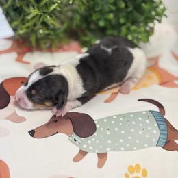 AKC Blue Tan Dapple Piebald - Blue and tan female Dachshund puppy in Ladson, South Carolina from Funk's Four-Legged Friends