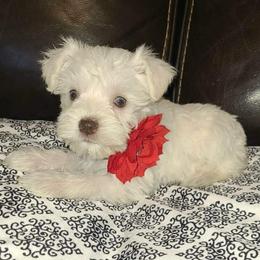 Elsa - Wheaten female Miniature Schnauzer puppy in Graham, Washington from Kristy's French Bulldogs & Mini Schnauzers