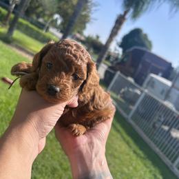 Cookie - Red  male Poodle puppy in Bakersfield, California from Underground kennels