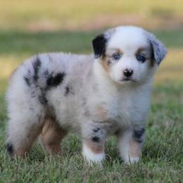 Blue Merle Male - Blue merle male Australian Shepherd puppy in Northport, Alabama from Sipsey River Australian Shepherds