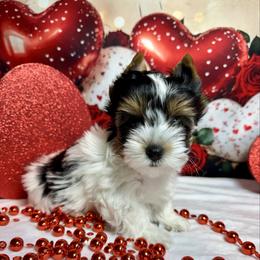 Boy 1.   3300 - Black tan and white male Biewer Terrier puppy in Nicholls, Georgia from Southeast Biewers