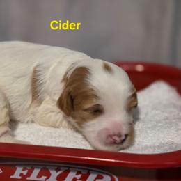 Cider - Parti male Goldendoodle puppy in Summerville, South Carolina from Channys Doodles
