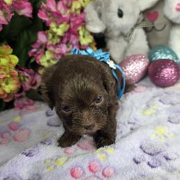 Annie, Aqua - Brown female Shihpoo puppy in Delphos, Ohio from Route 66 Poodles & Doodles, Sapphire Shih-tzu's of Ohio
