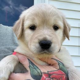 Sterling - Cream male Goldendoodle puppy in Glennville, Georgia from Pickle Creek Kennels