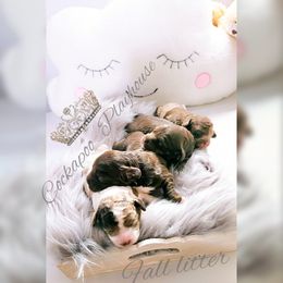 Cockapoo Puppies from Royal Cockapoo Playhouse