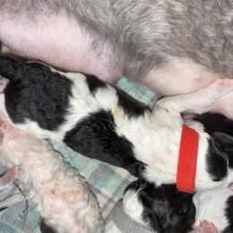 Art - Parti male Poodle puppy in Iva, South Carolina from Canoe Creek Spoos