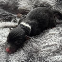 Girl 3 - Black tri-color female Australian Shepherd puppy in Volant, Pennsylvania from Addie's Aussies