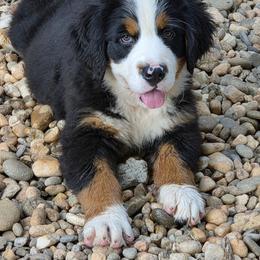 Stella - Black tan and white female Bernese Mountain Dog puppy in Gaffney, South Carolina from Circle D Farms