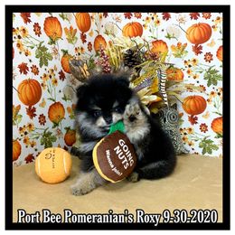 Pomeranian Puppies from Port Bee Pomeranian’s