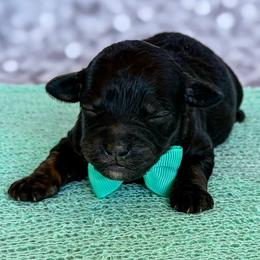 Ralphie - Phantom male Poodle puppy in Monroe, North Carolina from Toy Poodle Shenanigans