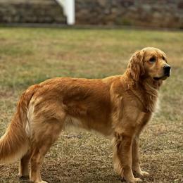 Rebel - Golden Retriever