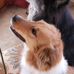 Bramble - Old Time Scotch Collie