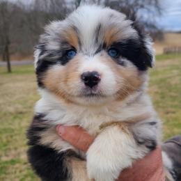 Bob Ross - Blue merle male Miniature Australian Shepherd puppy in Laconia, Indiana from Beasley Acres Aussies