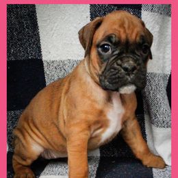 Pup 8 - Brindle female Boxer puppy in Perry, Michigan from Boxer Boulevard