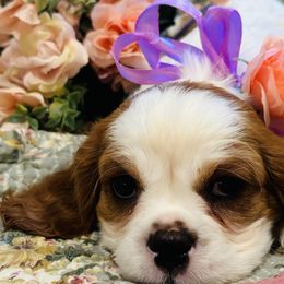 AKC Registered “Bitsy” Girl 2 - Cavalier King Charles Spaniel puppy from DD’s Adorable Cavaliers
