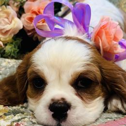 AKC Registered “Bitsy” Girl 2 - Cavalier King Charles Spaniel puppy from DD’s Adorable Cavaliers