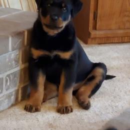Rottweiler Puppies from Sky Valley Rottweilers