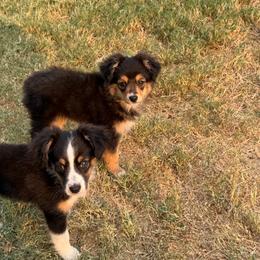 Hazel - Black tri female Miniature Australian Shepherd puppy in Weatherford, Texas from F & T Aussies