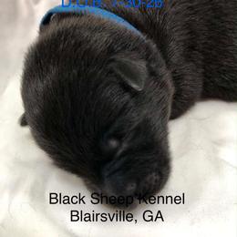 Cabernet - Black male German Shepherd puppy in Blairsville, Georgia from Black Sheep German Shepherds