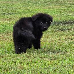 Gavran Vom Branscum - Black male German Shepherd puppy in Clinton, Arkansas from 501 Shepherds