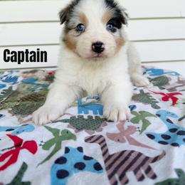 Captain - Blue merle male Australian Shepherd puppy in Kearney, Nebraska from Helix Aussies