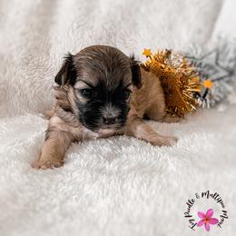 Champagne - Black & tan tri-color female Maltipoo puppy in Kula, Hawaii from Toy Poodle & Maltipoo Maui