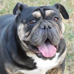 Bulldogs from K10 Farms