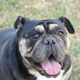 Bulldogs from K10 Farms
