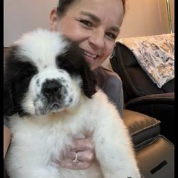 Black Collar - Mahogany and white male Saint Bernard puppy in New Philadelphia, Ohio from Fletchers Saints