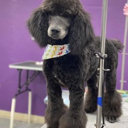 Goldendoodle and Poodle All Grown Up from Two Heart Kennel