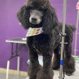 Goldendoodle and Poodle All Grown Up from Two Heart Kennel