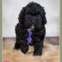 Morticia - Black female Cockapoo puppy in Connersville, Indiana from Deaz Doodle Ranch