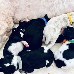 Assorted Doodle Crosses and Goldendoodle Puppies from Wake Forest Darling Doodles