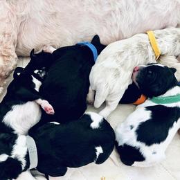 Assorted Doodle Crosses and Goldendoodle Puppies from Wake Forest Darling Doodles