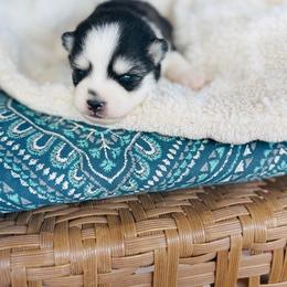 Topo Chico - Black and white male Pomsky puppy in Yavapai County, Arizona from Pawsh Pomskies