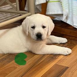 Green Collar Boy - Yellow male Labrador Retriever puppy in Mansfield, Missouri from Leadhill Labs