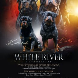 Rottweiler puppies from White River Rottweilers