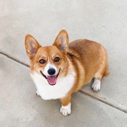 Laifa - Pembroke Welsh Corgi