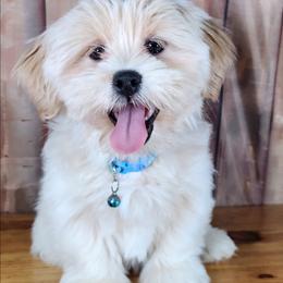 Phineas - White male Lhasa Apso puppy in Jefferson, New York from Absolute Lhasa Love