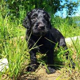 Goldendoodle Puppies from Renegade Retrievers of the North
